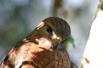 Redshouldered Hawk222.jpg