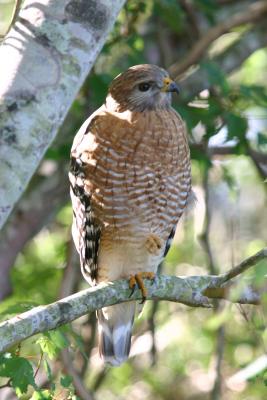 Redshouldered Hawk333.jpg