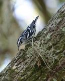 Black and White Warbler Down.jpg