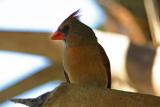Female cardinal 122.jpg
