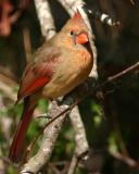 Female Cardinal 456.jpg