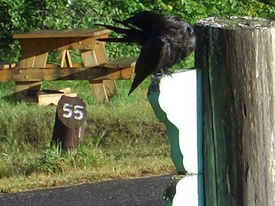 Our alarm clock at the campground.