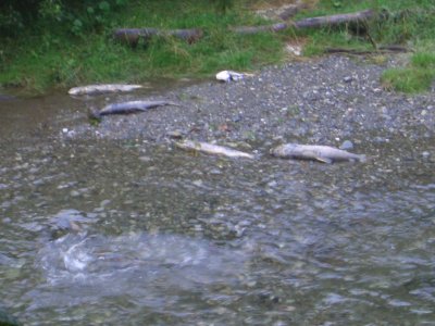 Much, much dead salmon.