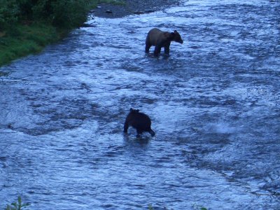Finally saw a mother and cub fishing.