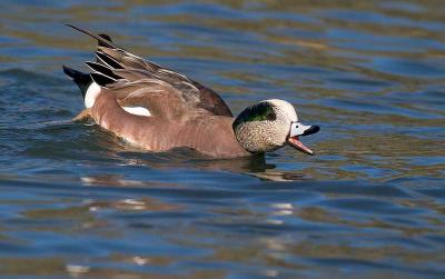 Wigeon