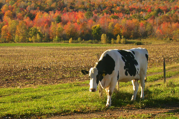 NY Cow