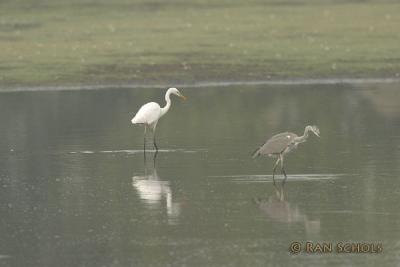 Grote Zilverreiger2083.jpg