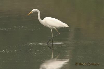 Grote Zilverreiger2115.jpg