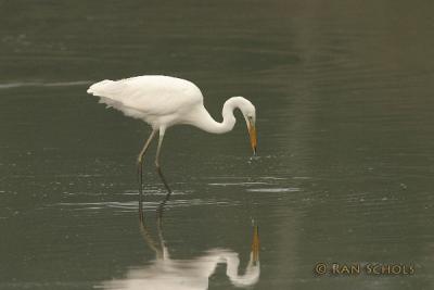 Grote Zilverreiger2123.jpg