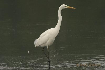 Grote Zilverreiger2124.jpg