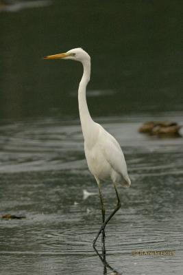 Grote Zilverreiger2126.jpg