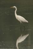 Grote Zilverreiger2120.jpg