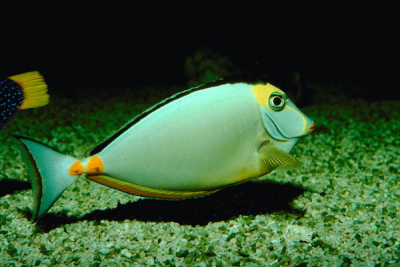 ANOTHER REEF FISH