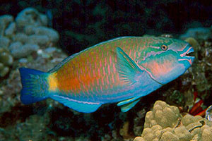 A PARROT FISH