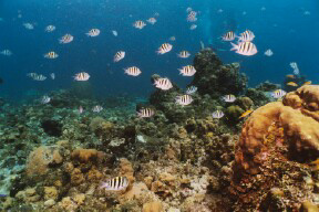 SCHOOLS OF FISH ON THE REEF