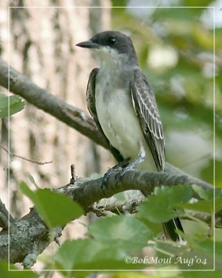 u8/rcm1840/medium/32826925.EasternKingbirdJuv.jpg