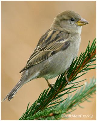 House (English) Sparrow-Female