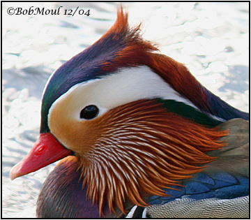 Mandarin Duck-Exotic