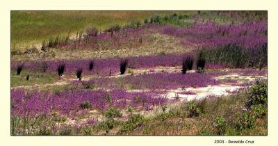 Nature-Palete.jpg