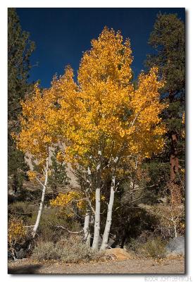 Fall Color - Eastern Sierras 2004