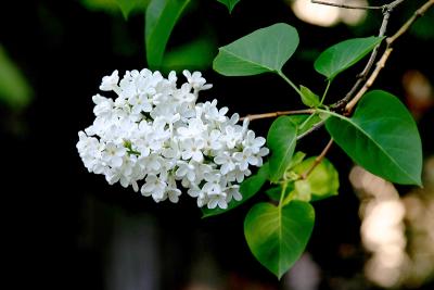 White Lilac