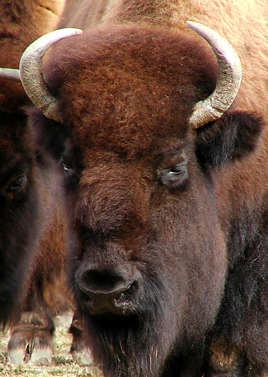 buffalo