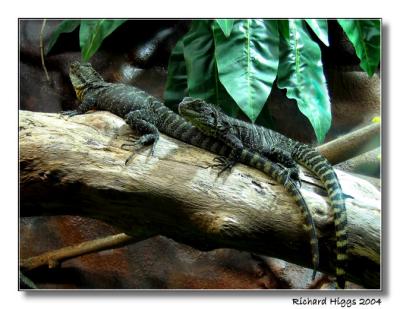 Lizards Cuddling
