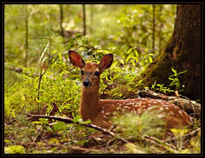 jPG SB Fawn Rest DSC_0719.jpg