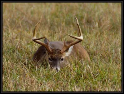JPG CSB Tired Buck DSC_7123.jpg