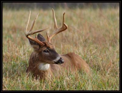 JPG SB Buck Rest DSC_7130.jpg