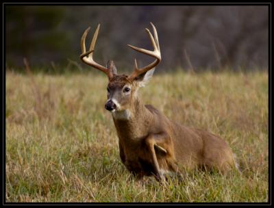 JPG CSB Buck Rising DSC_7137.jpg