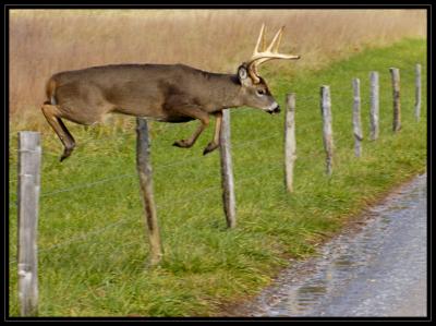 JPG CSB Buck Leaping DSC_7248.jpg