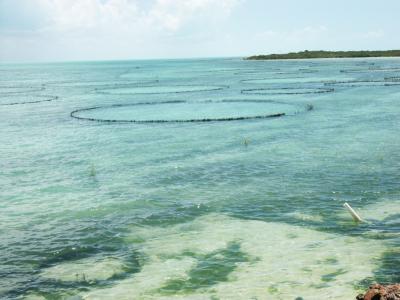 conch farm holding tanks for mature conchs older than 2