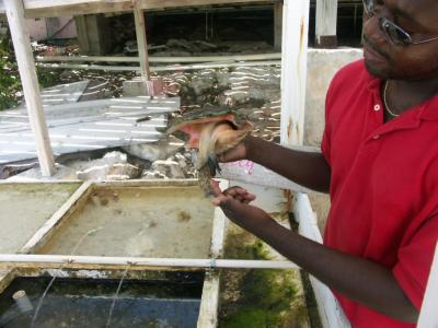 sally the conch demonstration of conch parts