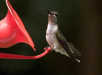 u8/richnor/medium/32834541.SassyHummingbird.jpg
