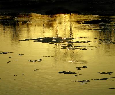 Golden Pond