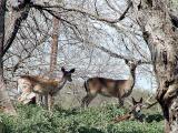 White Tail Deer