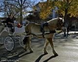 Boerne-Carriage Ride