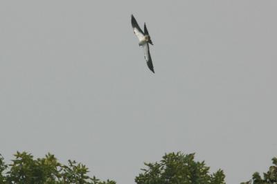 IMG_3940