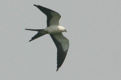 Swallow-Tailed Kite, August 22, 2004
