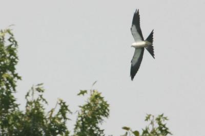 Swallow-Tailed Kite, August 22, 2004