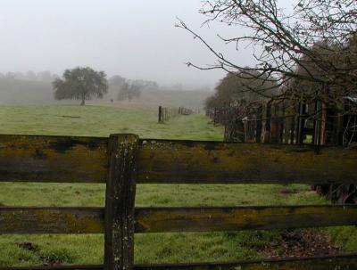 Mossy fence