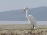 A hungry egret dines at the beach