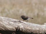 Bird finds lunch