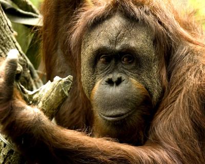Orangutan at Woodland Park Seattle