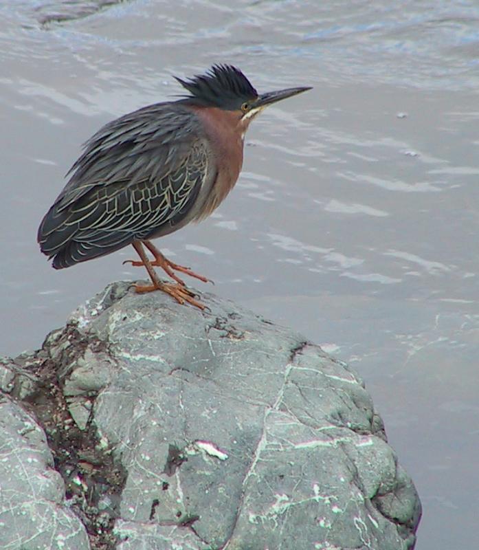 Green Heron - another Green Heron flew close to this one and it raised its crest.