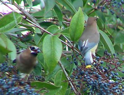Cedar Waxwing. Part of a large flock visiting this tree.
