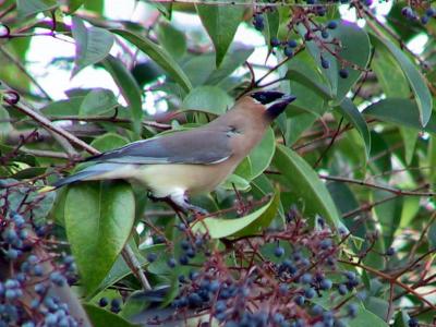 Cedar Waxwing.