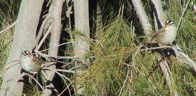 White-crowned Sparrows