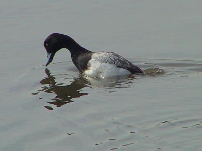 Lesser Scaup diving